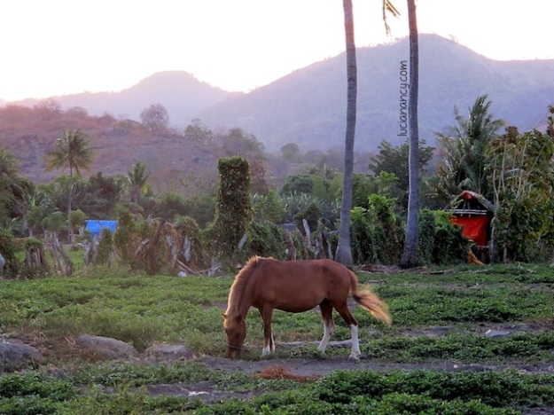 Ketemu kuda di tengah jalan bukan pemandangan yang asing di Sumbawa.